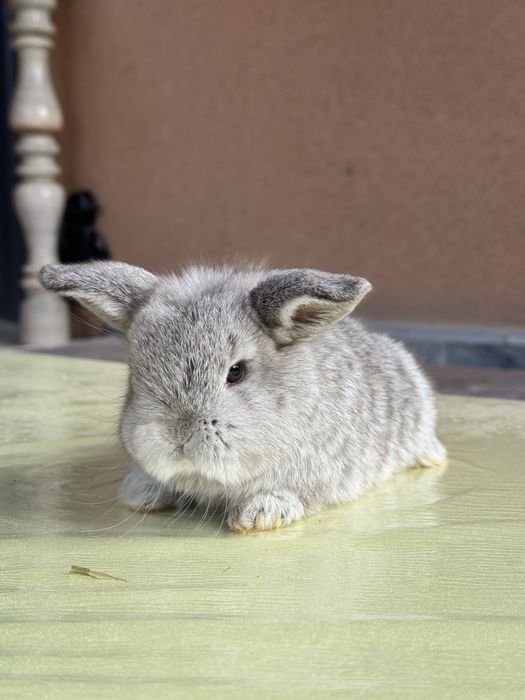 Karlik Quyon bolalari sotiladi rangini harhili bor