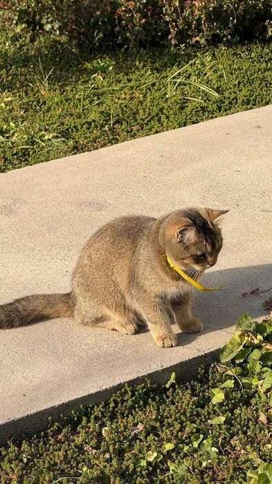 Британская короткошерстная кошка (девочка), 6,5 месяцев