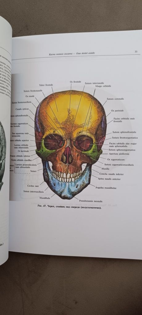 Анатомия человека