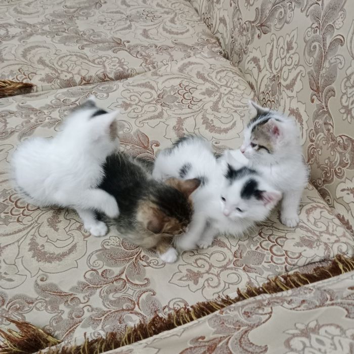 Hadiya tekinga mushuk