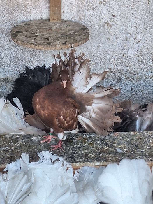 Porumbei rotati/voltați