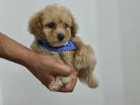 Maltipoo talie mica