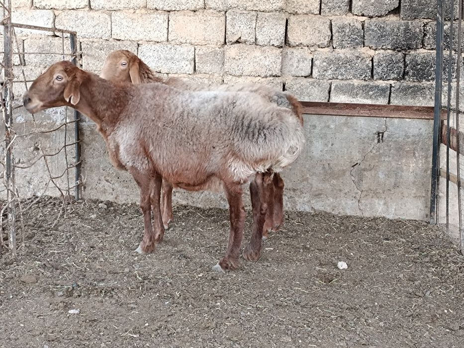 Boʻgʻoz qoʻyla sotiladi