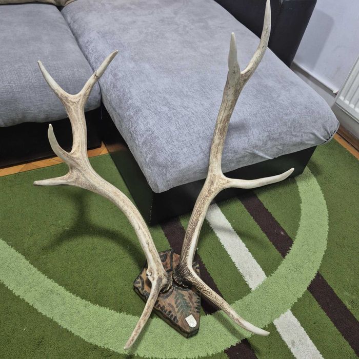 De vânzare trofeu cerb