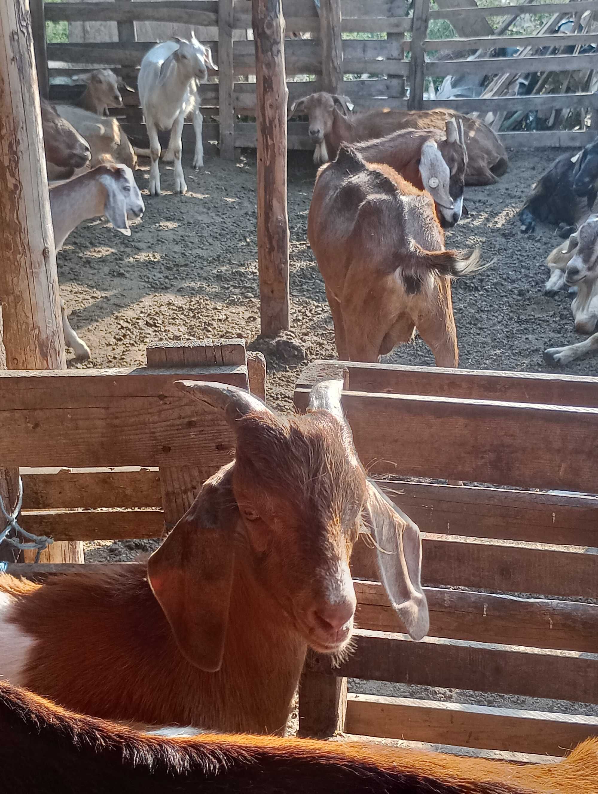 Vând țap carpatin