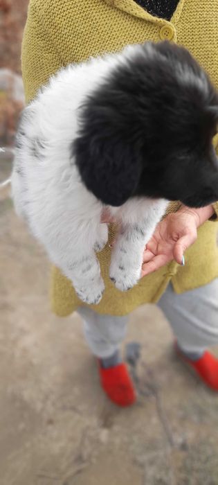 Ciobanesc de bucovina fara adoptie