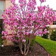 Magnolia rubra rustica