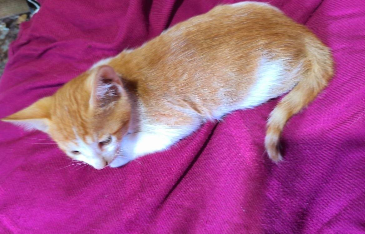 +Котята рыжие отдам в хорошие добрые руки