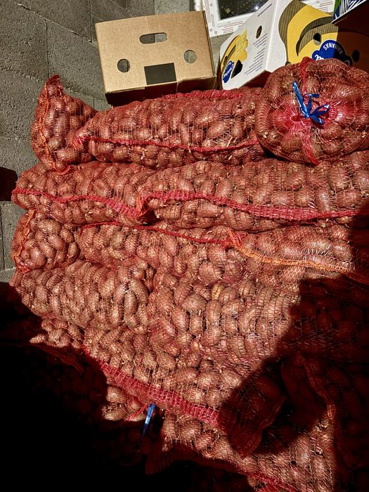 Cartofi de samanta de calitate albi si rosii de vanzare