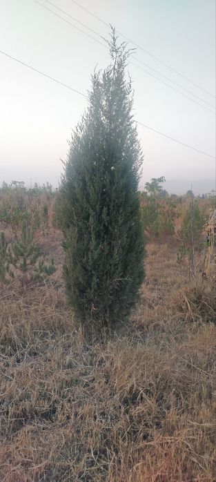 Manzaralari archalar