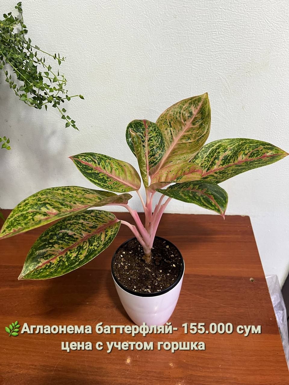Продаются Антуриумы  и др. комнатные растения