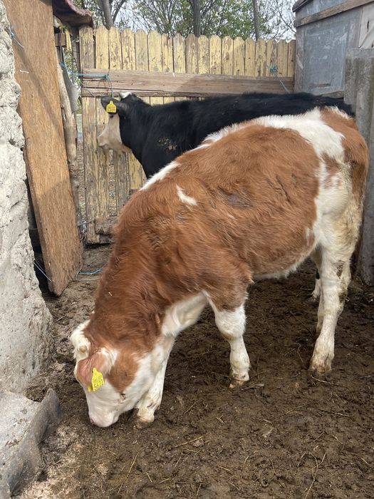 Vitele de rasa sunatiii