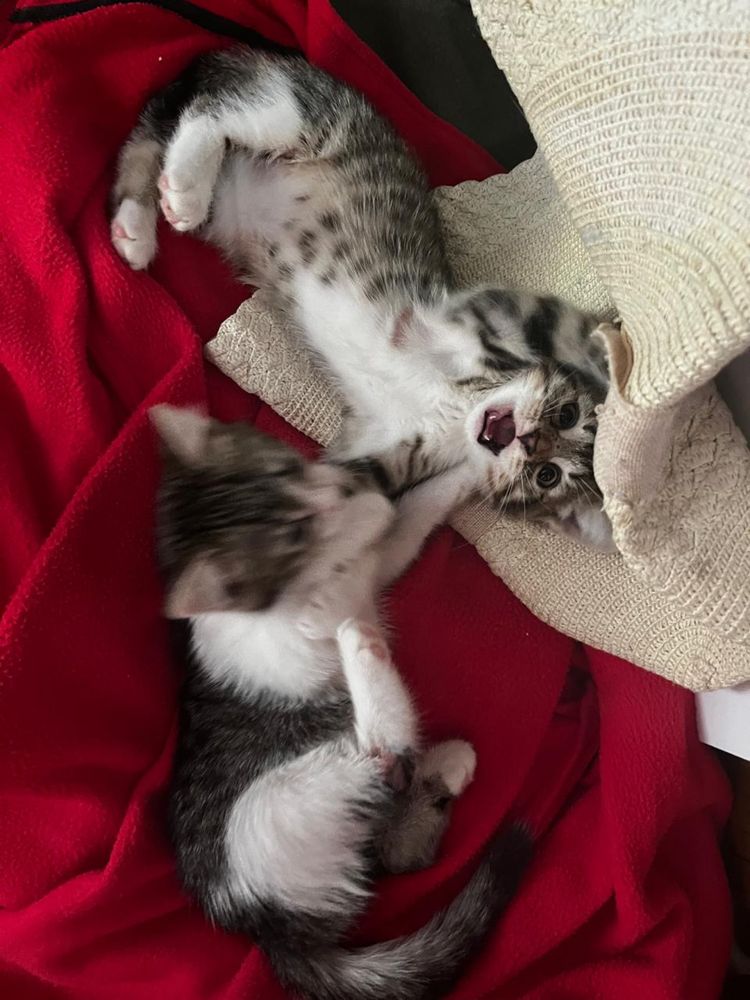 Отдам котят в добрые руки