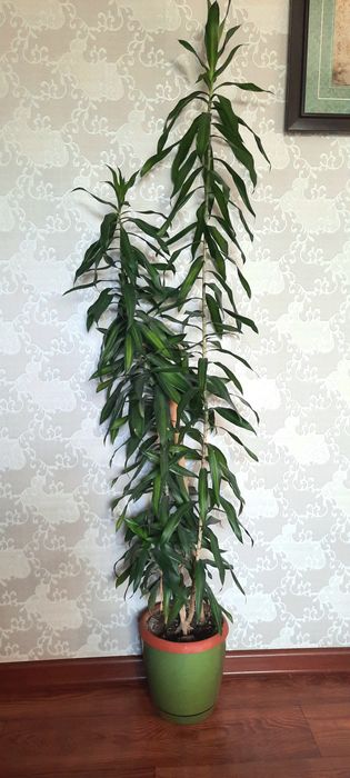 Драцены 4 сорта.