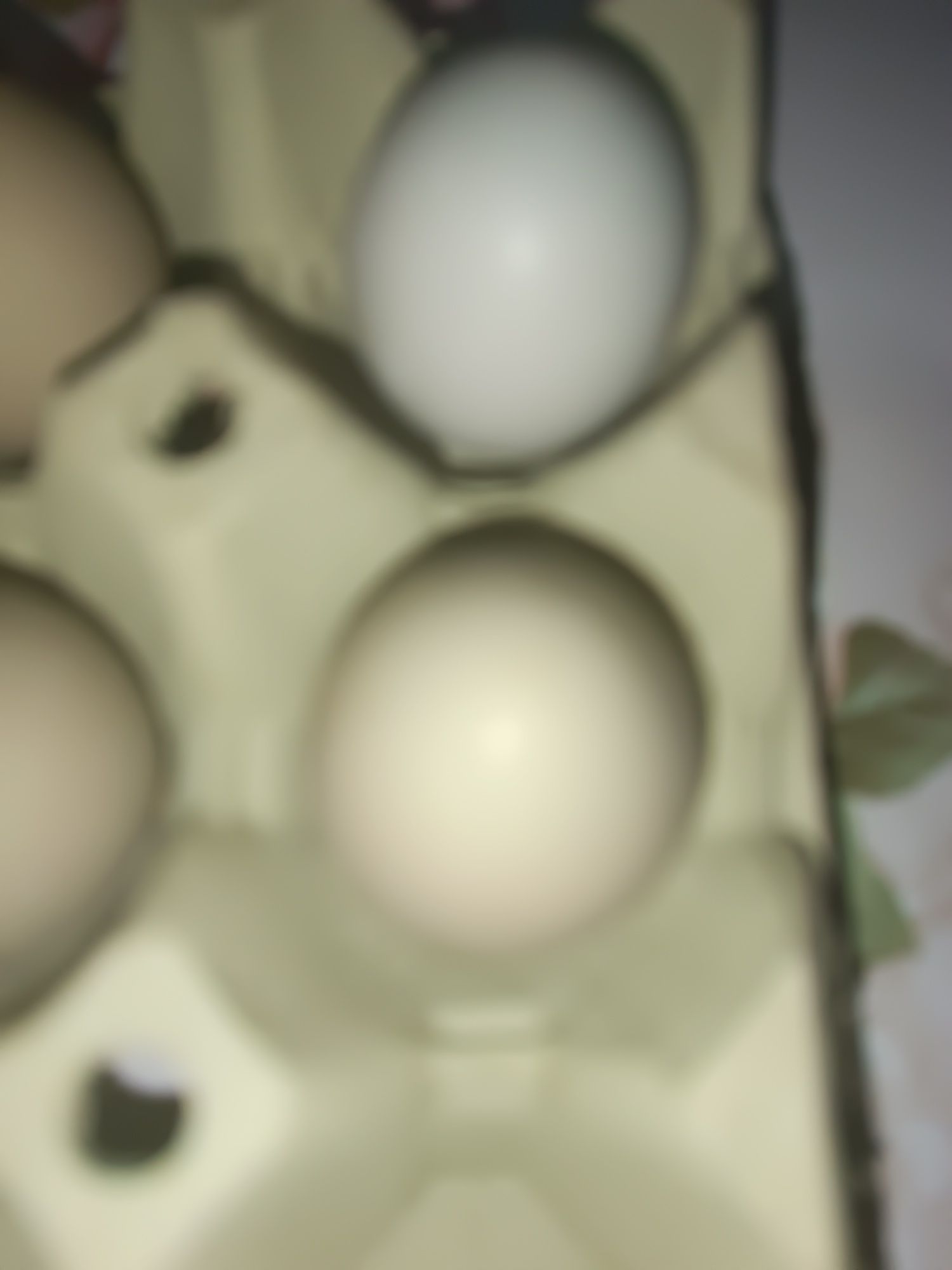Vând ouă de fazan de pus la incubator