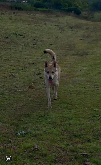 Чехословашки Вълчак