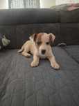 Jack Russell Terrier