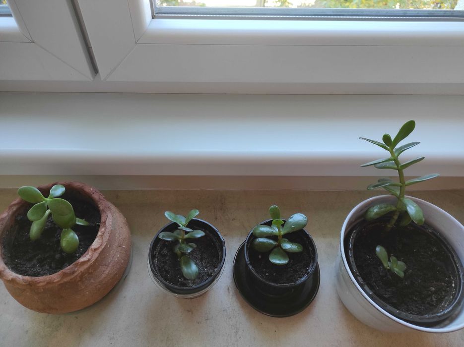 Красула, дървото на живота, различни по възраст красиви растения