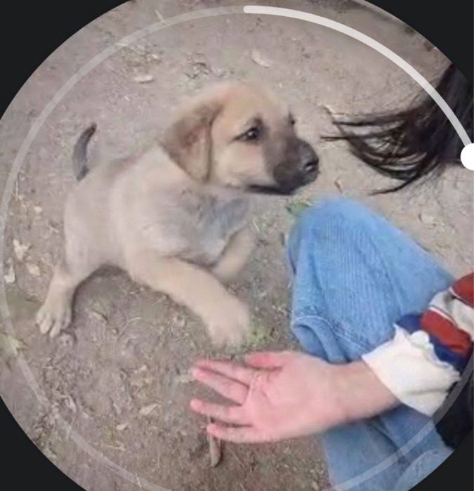 Отдам щеночка в добрые руки!!!