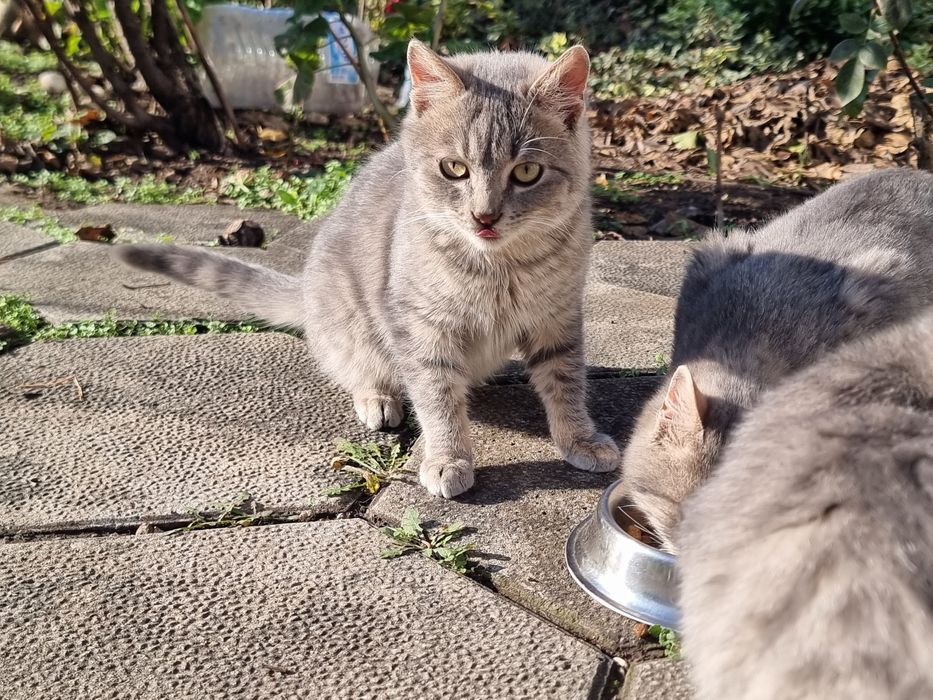 Подарявам котенца на 5 месеца