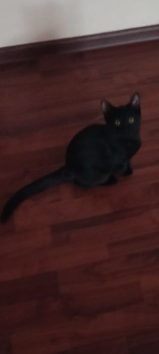 Котята, 4 месяца, бесплатно, Ташкент