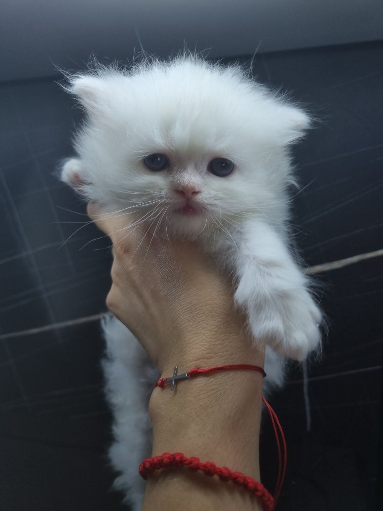 Малко персийско котенце