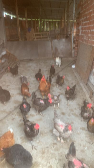 Продавам кокошки носачки