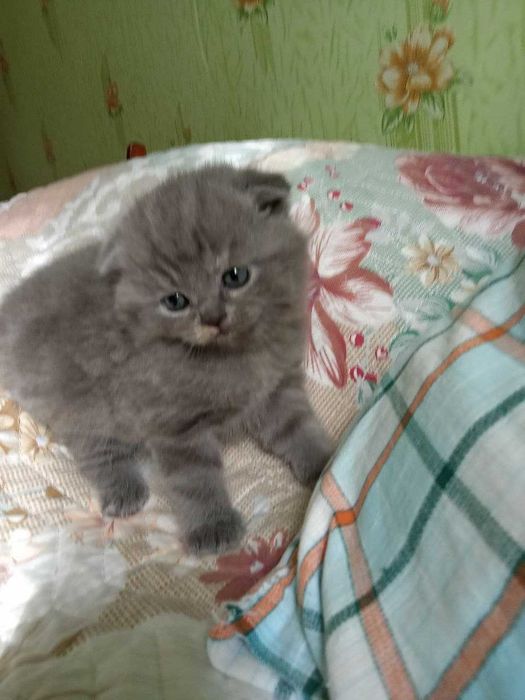 Котята Шотландской вислоухой
