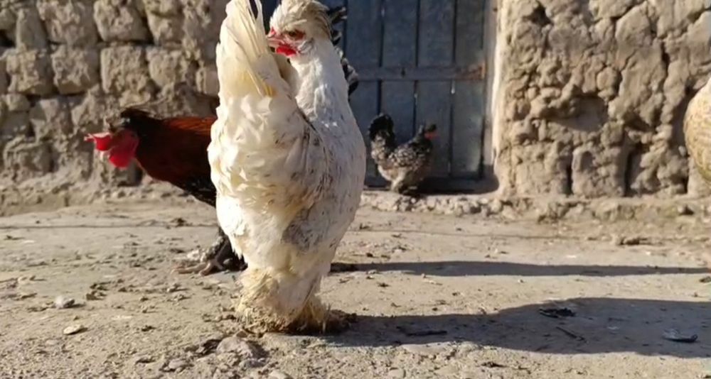 Залатой Себрайт японский куриц