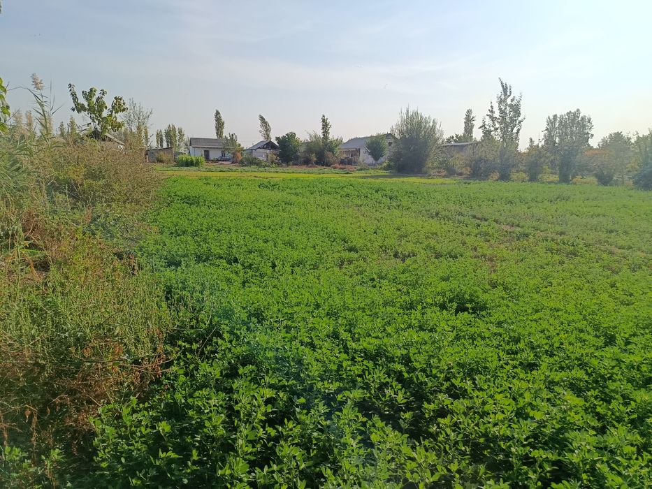 Sirdaryo viloyati Baht shahri Orzu MFE DORULAMON KOʻCHASI 13