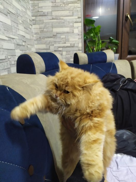 Strayt ogil bola taxminan 7 oyli