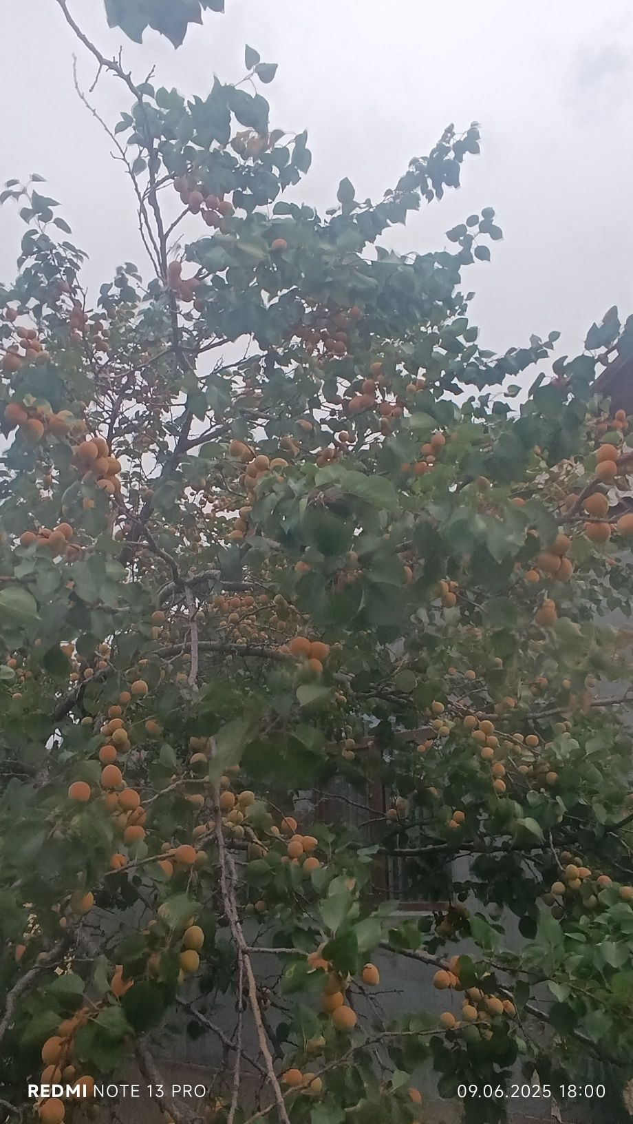 Продается урюк с дерево