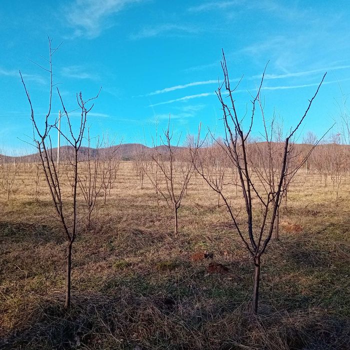 Градини сини сливи и техника