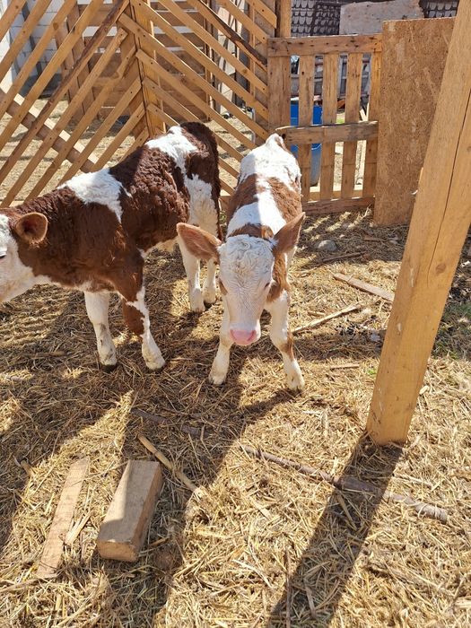 Aduc viței de rasă pe comandă dumneavoastră!!