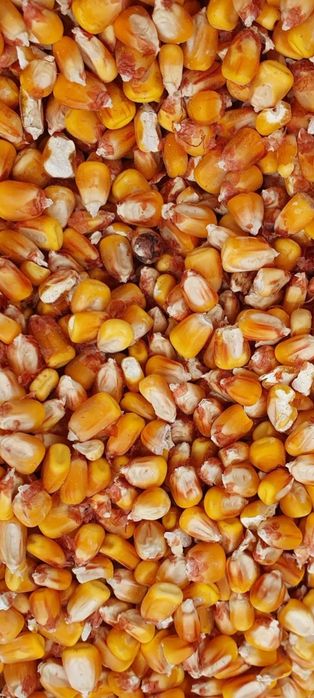 Vând 4 tone porumb boabe