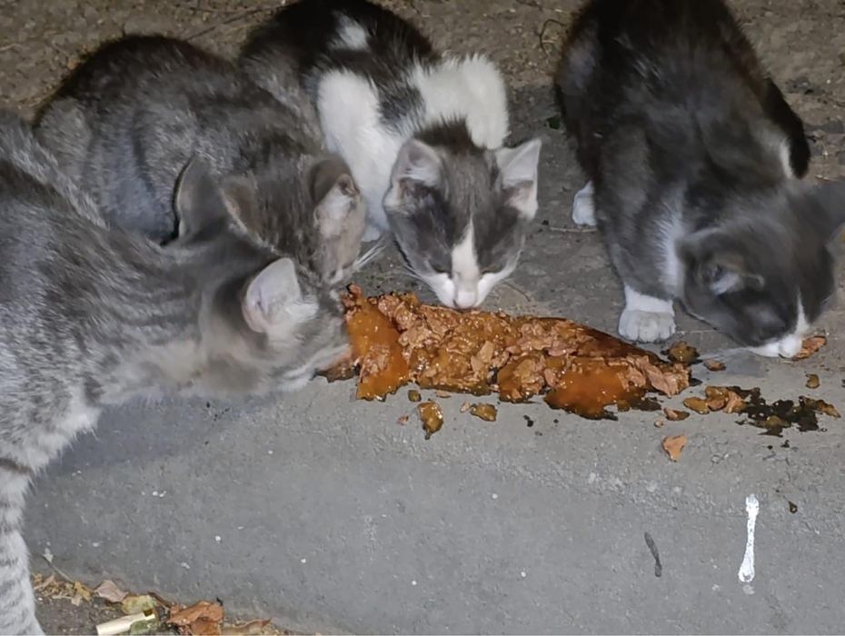 Очароватильные котята в поисках любящих хозяев!