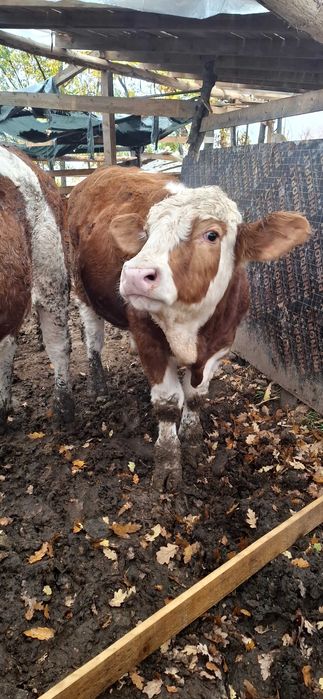 Продавам симентали на 9 10 11 месечна въздраст 8.5 лв живо тегло