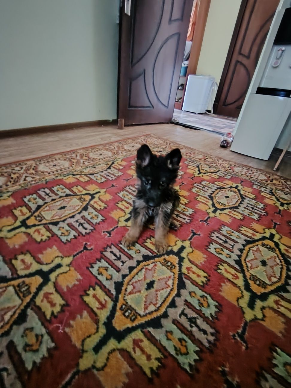 Немецкие овчарка