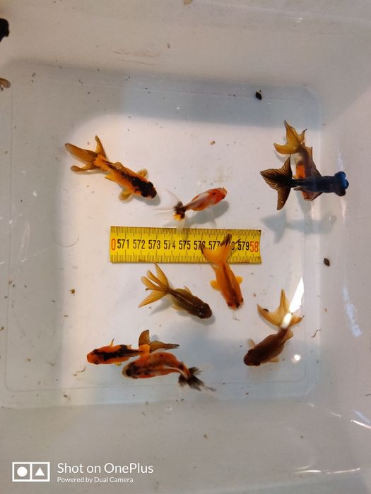 Carași acvariu oranda