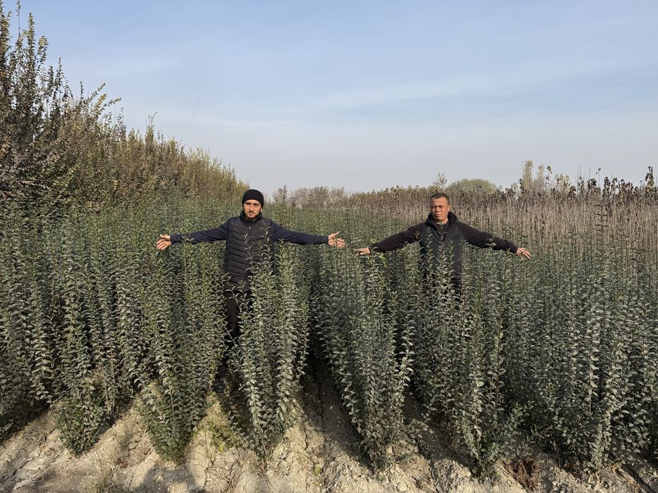 Dekorativni daraxtlar