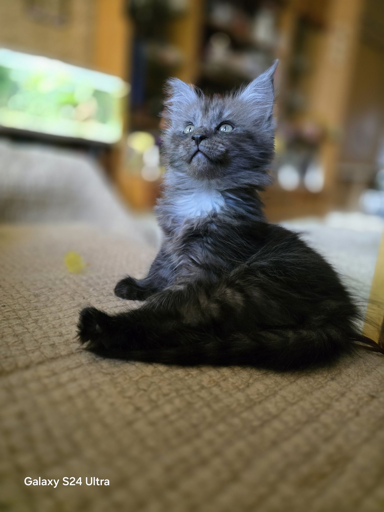 Мейн Куун котенца