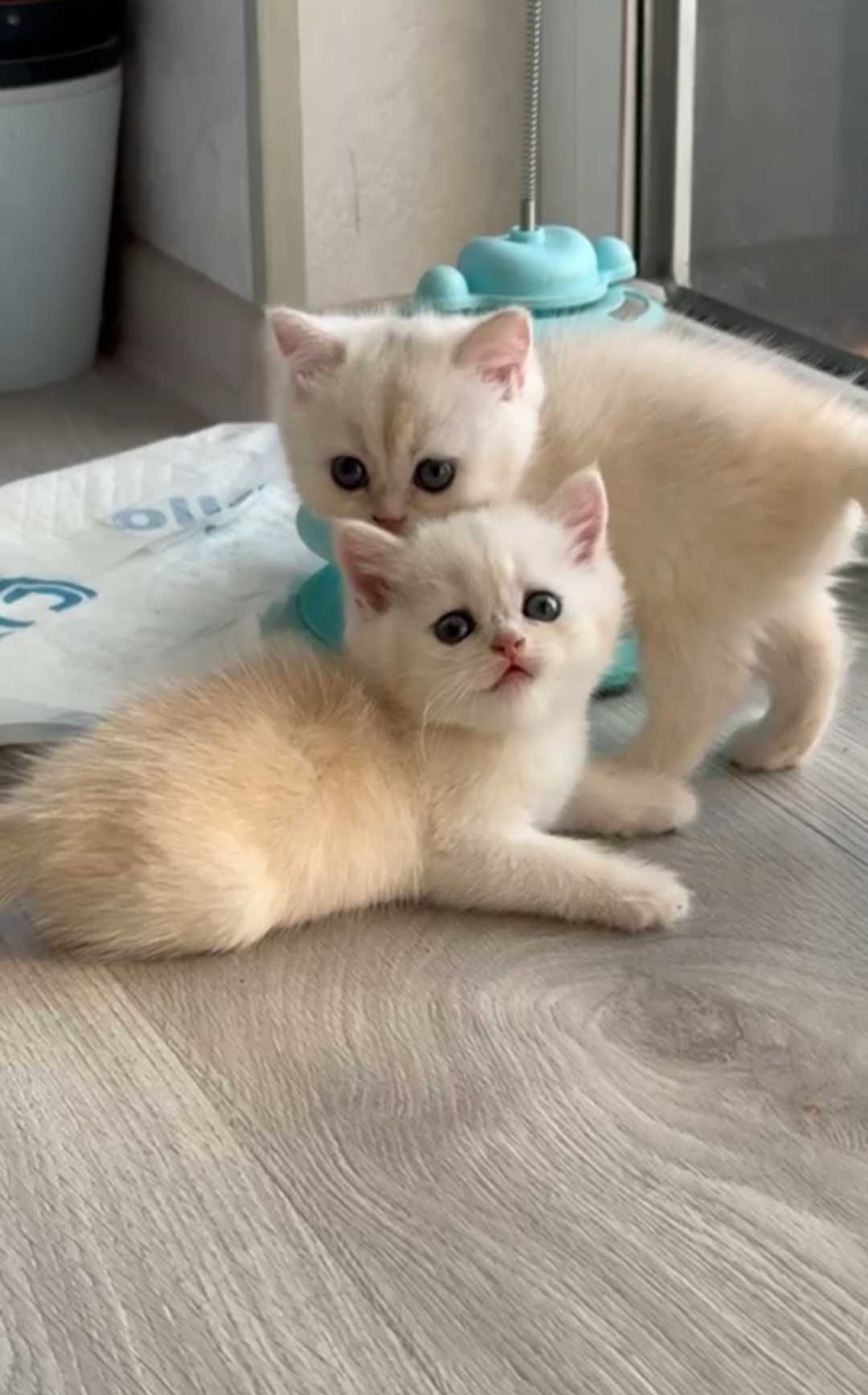 Скотиш страйт серебристая шиншила