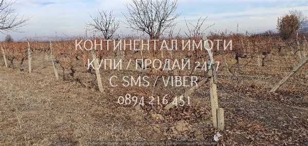 кодг 62932. Гледано лозе 2200м2 десертно Супер ран до шосе и язовир