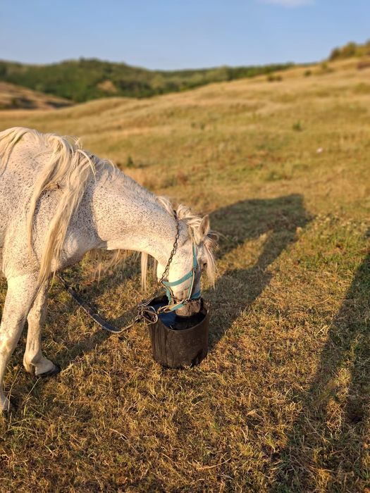 Armăsar de vânzare