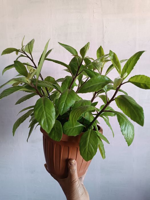 Джинура Прокумбенс