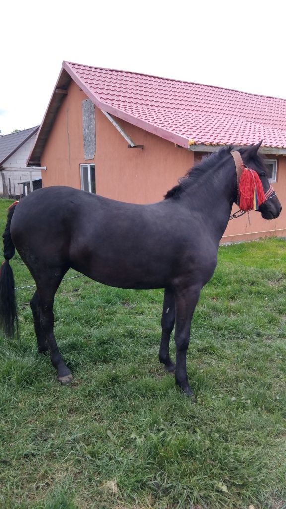 De vand sau schimb manza de 10 luni
