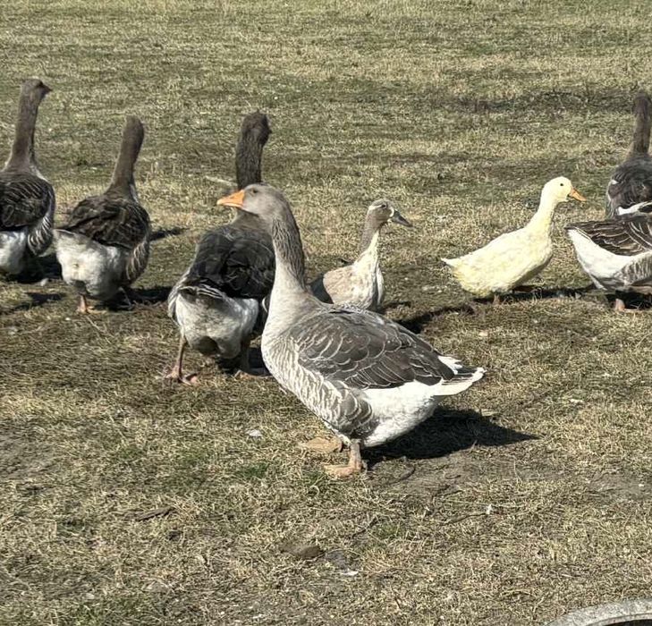 Vand familie gasca Toulouse