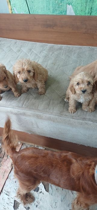 Малки кученца търсят своите усиноветили