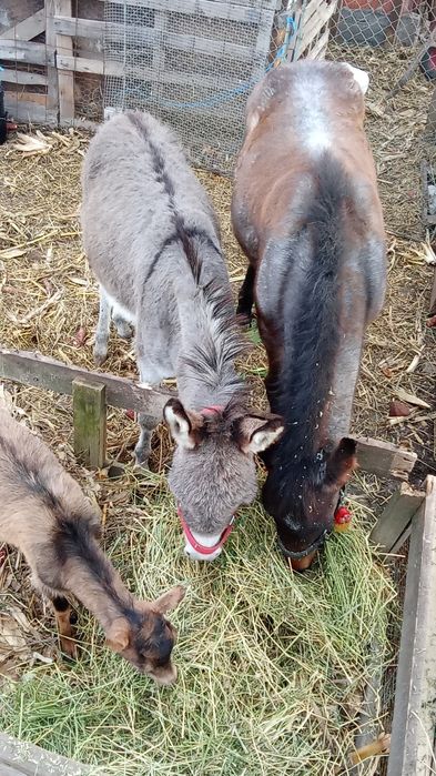 Vând un măgar de 10 luni și un țap de alpin francez și o iada metisa