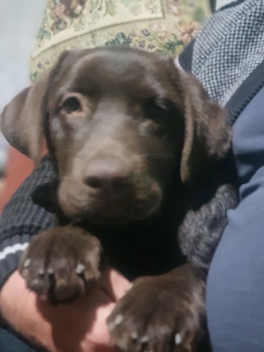 Продаётся щенок лабрадора